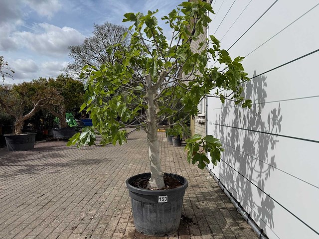 Vijgenboom hoogstam - ficus carica - hoogte ca. 220 cm - afbeelding 3 van  6