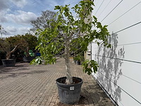 Vijgenboom hoogstam - ficus carica - hoogte ca. 220 cm - afbeelding 3 van  6