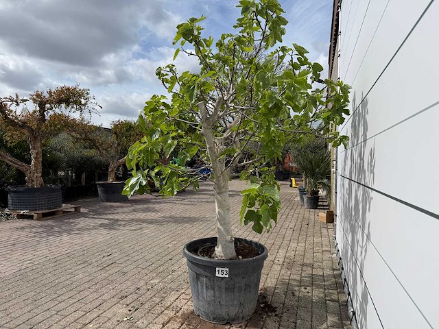 Vijgenboom hoogstam - ficus carica - hoogte ca. 220 cm - afbeelding 4 van  6