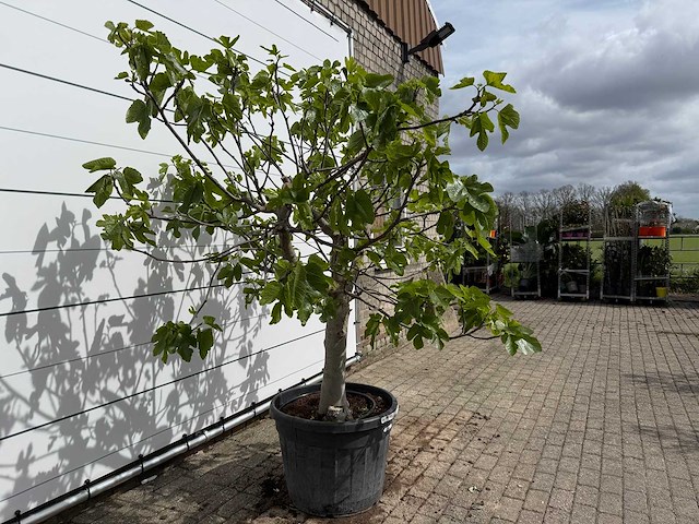 Vijgenboom hoogstam - ficus carica - hoogte ca. 220 cm - afbeelding 5 van  6
