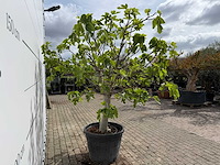 Vijgenboom hoogstam - ficus carica - hoogte ca. 220 cm - afbeelding 6 van  6
