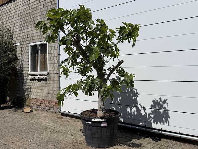 Vijgenboom hoogstam - ficus carica - hoogte ca. 250 cm - afbeelding 1 van  5