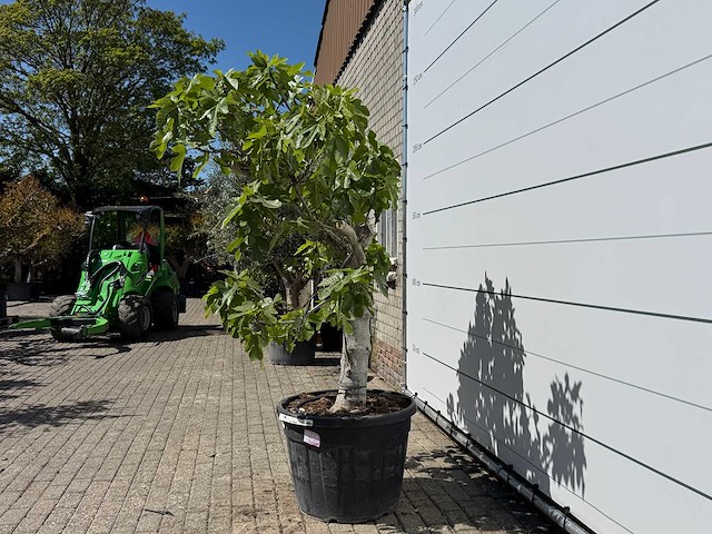Vijgenboom hoogstam - ficus carica - hoogte ca. 250 cm - afbeelding 2 van  5