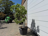 Vijgenboom hoogstam - ficus carica - hoogte ca. 250 cm - afbeelding 2 van  5