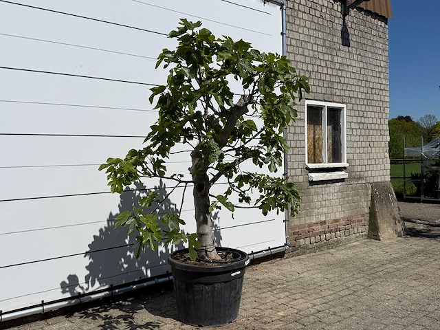 Vijgenboom hoogstam - ficus carica - hoogte ca. 250 cm - afbeelding 3 van  5