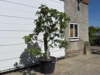 Vijgenboom hoogstam - ficus carica - hoogte ca. 250 cm - afbeelding 3 van  5