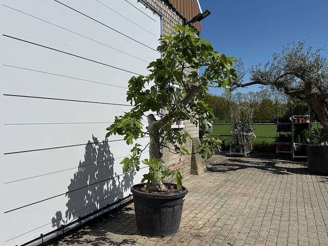 Vijgenboom hoogstam - ficus carica - hoogte ca. 250 cm - afbeelding 4 van  5