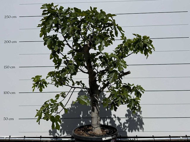 Vijgenboom hoogstam - ficus carica - hoogte ca. 250 cm - afbeelding 5 van  5
