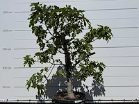 Vijgenboom hoogstam - ficus carica - hoogte ca. 250 cm - afbeelding 5 van  5