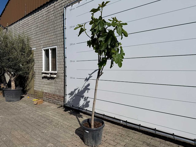 Vijgenboom hoogstam - ficus carica - hoogte ca. 250 cm - afbeelding 1 van  1