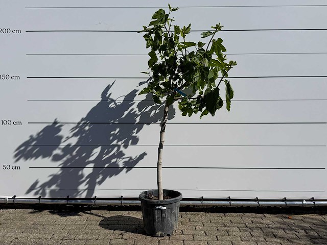 Vijgenboom hoogstam m - ficus carica - hoogte ca. 180 cm - afbeelding 1 van  4