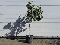 Vijgenboom hoogstam m - ficus carica - hoogte ca. 180 cm - afbeelding 1 van  4