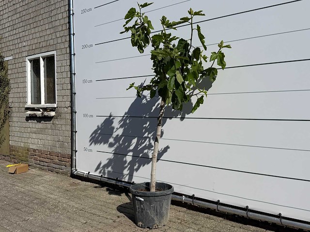 Vijgenboom hoogstam m - ficus carica - hoogte ca. 180 cm - afbeelding 2 van  4
