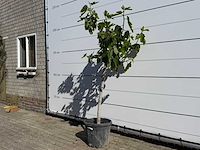 Vijgenboom hoogstam m - ficus carica - hoogte ca. 180 cm - afbeelding 2 van  4