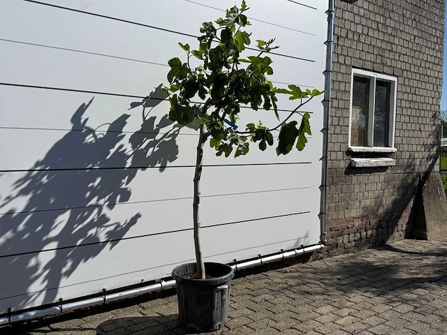 Vijgenboom hoogstam m - ficus carica - hoogte ca. 180 cm - afbeelding 3 van  4