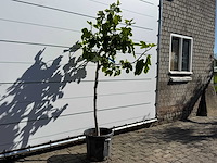 Vijgenboom hoogstam m - ficus carica - hoogte ca. 180 cm - afbeelding 3 van  4