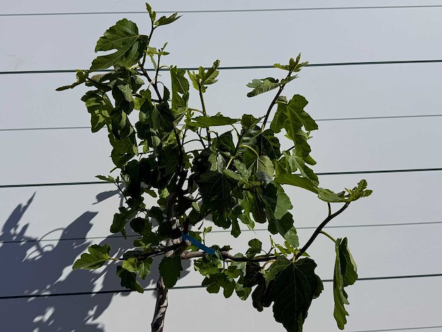 Vijgenboom hoogstam m - ficus carica - hoogte ca. 180 cm - afbeelding 4 van  4
