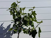 Vijgenboom hoogstam m - ficus carica - hoogte ca. 180 cm - afbeelding 4 van  4