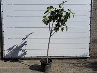 Vijgenboom hoogstam m - ficus carica - hoogte ca. 200 cm - afbeelding 1 van  2