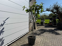 Vijgenboom hoogstam m - ficus carica - hoogte ca. 200 cm - afbeelding 2 van  2