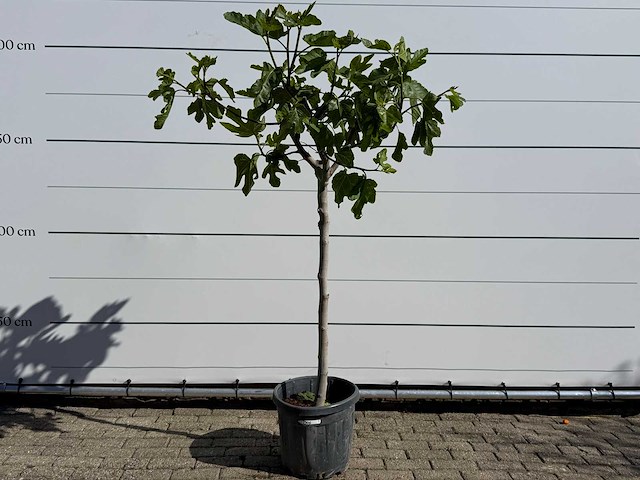 Vijgenboom hoogstam m - ficus carica - hoogte ca. 200 cm - afbeelding 1 van  3