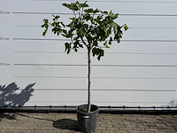 Vijgenboom hoogstam m - ficus carica - hoogte ca. 200 cm - afbeelding 1 van  3