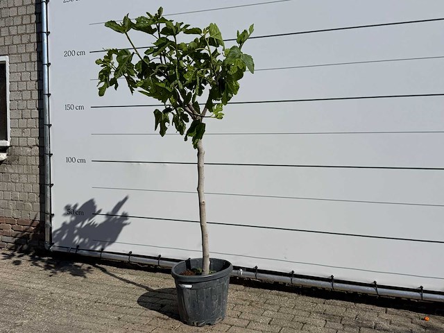 Vijgenboom hoogstam m - ficus carica - hoogte ca. 200 cm - afbeelding 2 van  3