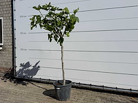 Vijgenboom hoogstam m - ficus carica - hoogte ca. 200 cm - afbeelding 2 van  3