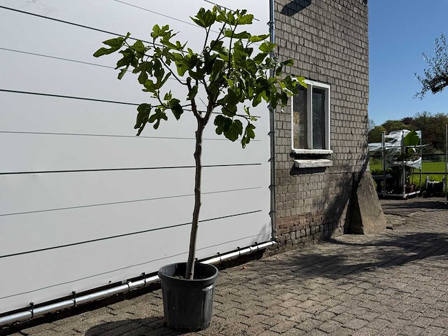 Vijgenboom hoogstam m - ficus carica - hoogte ca. 200 cm - afbeelding 3 van  3