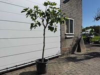 Vijgenboom hoogstam m - ficus carica - hoogte ca. 200 cm - afbeelding 3 van  3