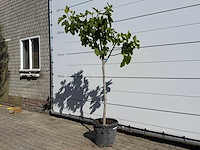 Vijgenboom hoogstam m - ficus carica - hoogte ca. 200 cm - afbeelding 1 van  2