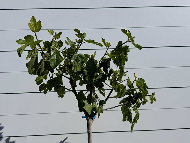 Vijgenboom hoogstam m - ficus carica - hoogte ca. 200 cm - afbeelding 2 van  2