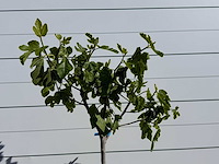 Vijgenboom hoogstam m - ficus carica - hoogte ca. 200 cm - afbeelding 2 van  2
