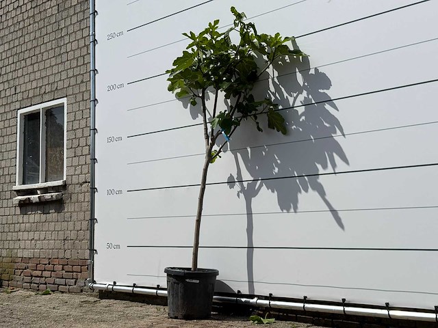 Vijgenboom hoogstam m - ficus carica - hoogte ca. 200 cm - afbeelding 1 van  2