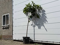 Vijgenboom hoogstam m - ficus carica - hoogte ca. 200 cm - afbeelding 1 van  2