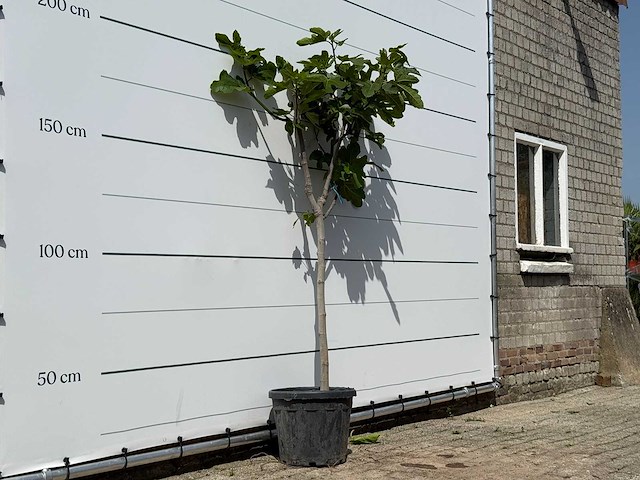 Vijgenboom hoogstam m - ficus carica - hoogte ca. 200 cm - afbeelding 2 van  2