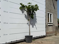 Vijgenboom hoogstam m - ficus carica - hoogte ca. 200 cm - afbeelding 2 van  2