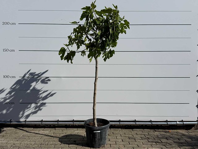 Vijgenboom hoogstam m - ficus carica - hoogte ca. 210 cm - afbeelding 1 van  7