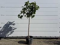 Vijgenboom hoogstam m - ficus carica - hoogte ca. 210 cm - afbeelding 1 van  7
