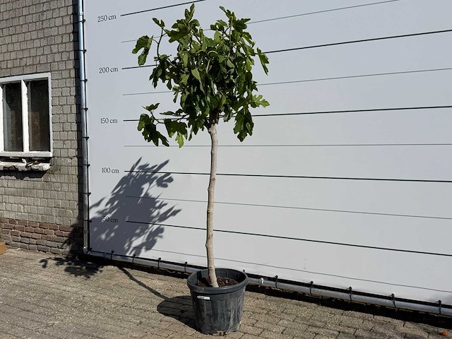 Vijgenboom hoogstam m - ficus carica - hoogte ca. 210 cm - afbeelding 2 van  7