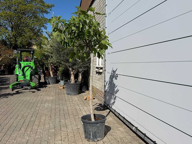 Vijgenboom hoogstam m - ficus carica - hoogte ca. 210 cm - afbeelding 3 van  7