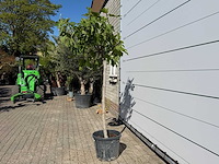 Vijgenboom hoogstam m - ficus carica - hoogte ca. 210 cm - afbeelding 3 van  7