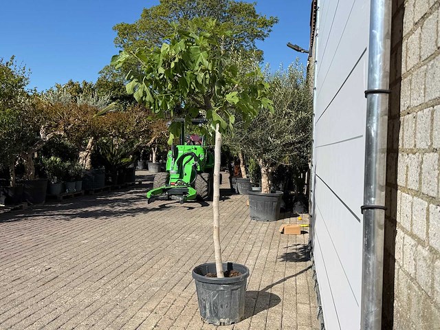 Vijgenboom hoogstam m - ficus carica - hoogte ca. 210 cm - afbeelding 4 van  7