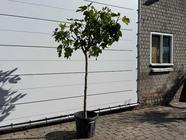 Vijgenboom hoogstam m - ficus carica - hoogte ca. 210 cm - afbeelding 5 van  7