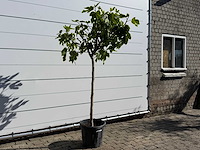 Vijgenboom hoogstam m - ficus carica - hoogte ca. 210 cm - afbeelding 5 van  7