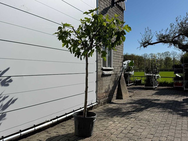 Vijgenboom hoogstam m - ficus carica - hoogte ca. 210 cm - afbeelding 6 van  7