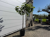Vijgenboom hoogstam m - ficus carica - hoogte ca. 210 cm - afbeelding 6 van  7