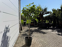 Vijgenboom hoogstam m - ficus carica - hoogte ca. 210 cm - afbeelding 7 van  7