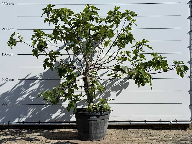 Vijgenboom hoogstam m - ficus carica - hoogte ca. 240 cm - afbeelding 2 van  6