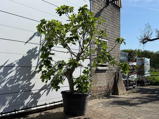 Vijgenboom hoogstam m - ficus carica - hoogte ca. 240 cm - afbeelding 4 van  6